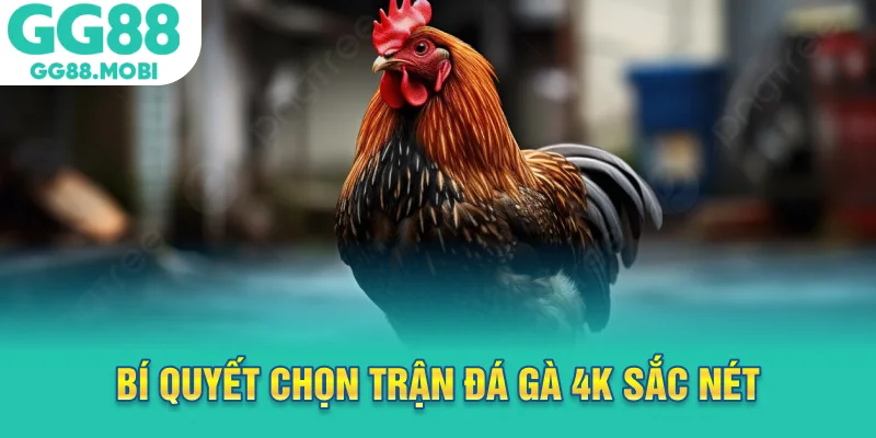 Bí quyết chọn trận đá gà 4k sắc nét