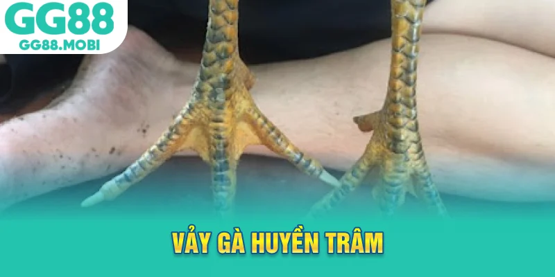 vảy gà huyền trâm