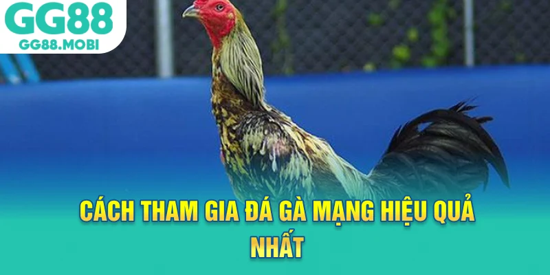 Cách tham gia đá gà mạng hiệu quả nhất