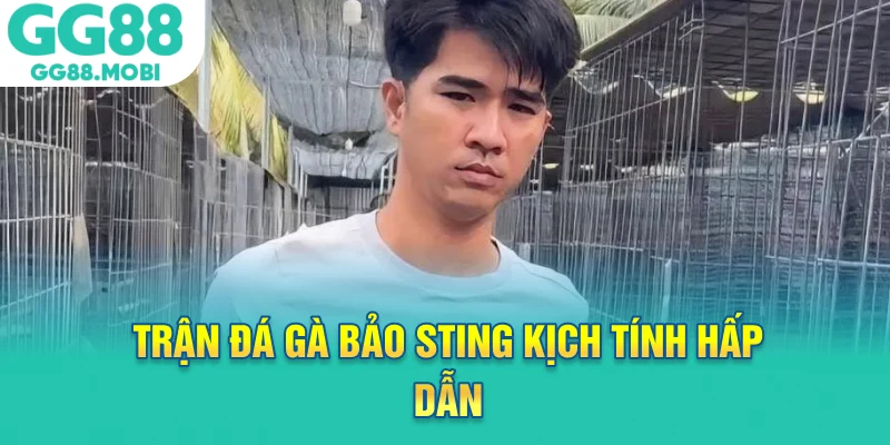 Trận đá gà bảo sting kịch tính hấp dẫn